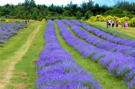 Direct2florist offers a secure and easy way for shoppers to order from. Pin by Flowers In Heart on Lavender | Quebec, Lavender, Canada