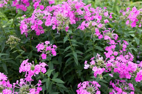 Phlox Drummondii Annual Phlox Plant Care And Growing Guide