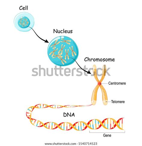 จากยีนดีเอ็นเอและโครโมโซมในโครงสร้างเซลล์ ลำดับจีโนมtelomere ใน