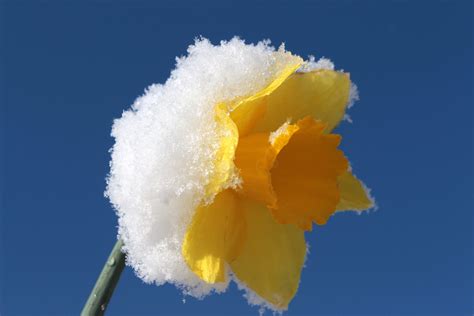 Tips and tricks to avoid losing your plants to frost
