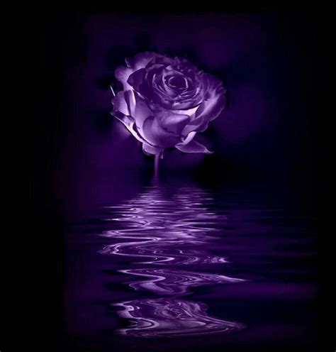 Pin By Kirsten Jochems On Roses Purple Roses Purple Aesthetic