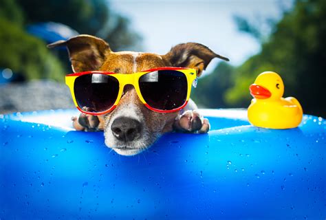 Dog Wearing Sunglasses Wallpaperhd Animals Wallpapers4k Wallpapers