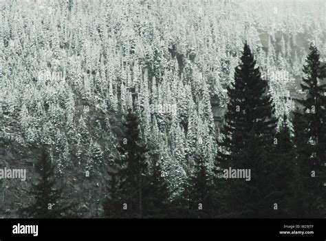 Gorgeous Contrasts Of Winter Snow Covered Conifer Forests In The
