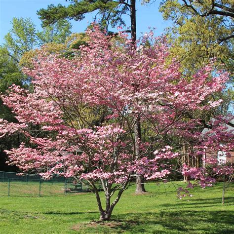 Pink Dogwood Trees For Sale