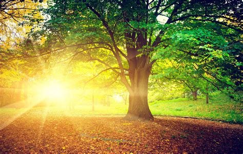 Wallpaper Autumn Leaves The Sun Rays Trees Nature Background