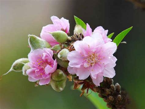 Maybe you would like to learn more about one of these? Những hình ảnh hoa đào nở đẹp trong ngày Tết - Hoa đẹp ...
