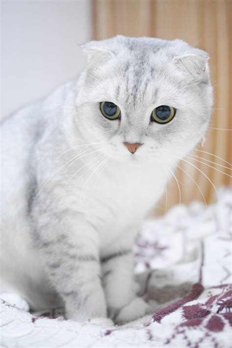 Scottish Fold Felis Catus Scottish Fold Facts How To Take Care Of