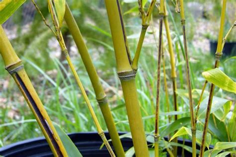 Phyllostachys Nigra ‘megurochiku Bamboo Plants Hq
