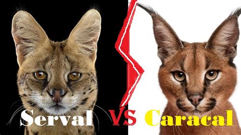 Serval Vs Caracal Serval Vs Caracal Who Would Win Youtube