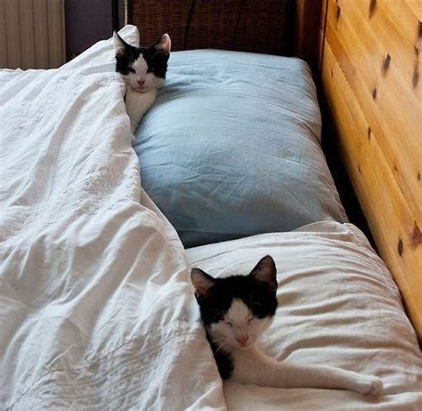 Two Little Kittens Laying In The Bed Kittens Whiskers Funny Cat