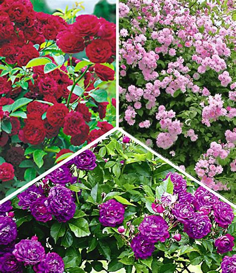 Rambler Rosen Kollektion Günstig Kaufen Baldur Garten