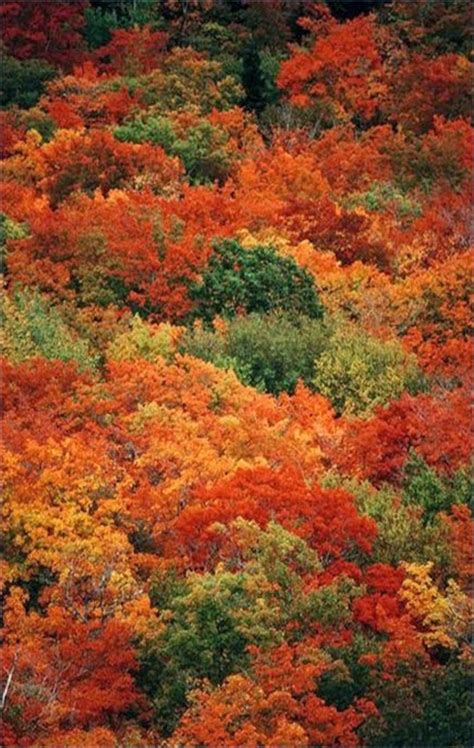 Autumn Foliage Nova Scotia Canada World Travel