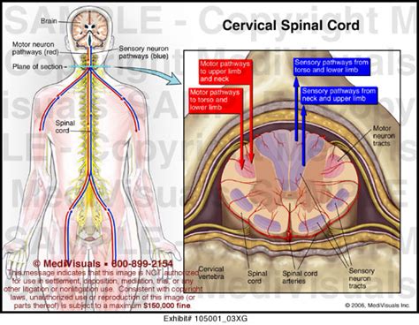 Cervical Spinal Cord Medical Illustration Medivisuals