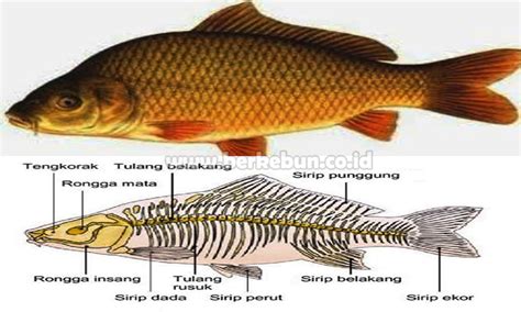 Penjelasan Lengkap Klasifikasi Dan Morfologi Ikan Mas Jejaksemut Imagesee