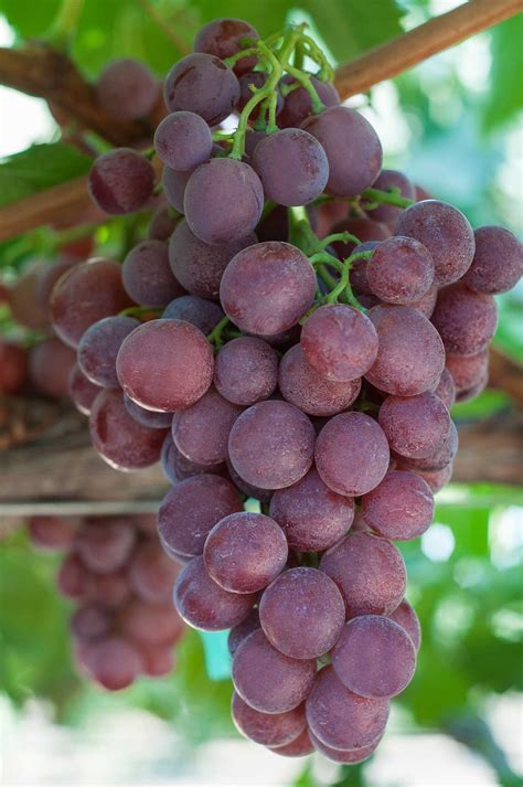 Sweet Nectar™ Australian Table Grape Association
