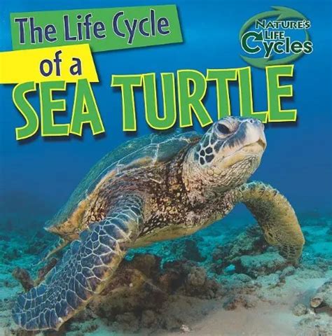 The Life Cycle Of A Sea Turtle Library Binding Anna Kingston