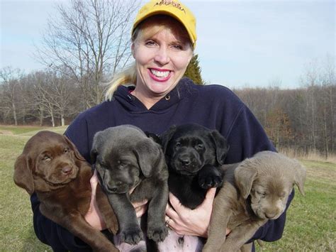 Page current as of 1/15/21. Silver Lab Puppies For Sale In Ma | Top Dog Information