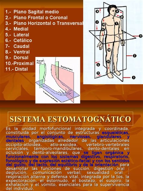 1 Plano Sagital Medio 2 Plano Frontal Cabeza Y Cuello Humanos Tejido Suave