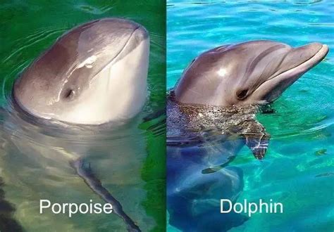 Difference Between Dolphin And Porpoise Animal Differences
