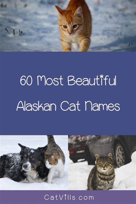 Their usage peaked modestly in 1995 with 0.053% of baby girls being given cherokee names. Top 60 Most Beautiful Alaskan Cat Names You've Ever Heard ...