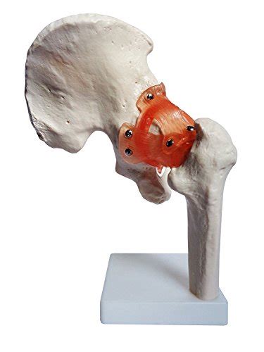 Buy Anatomy Model Of Human Hip Joint S Anatomical Joint Models For