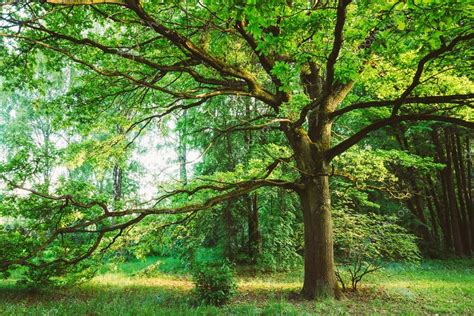 Deciduous Forest Oak Tree
