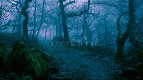 Mysterious Dark Forest With Trees And Rocks In Fog Stock Photo Image