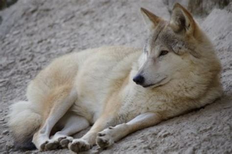 20 Extinct Or Endangered Wolves Hubpages
