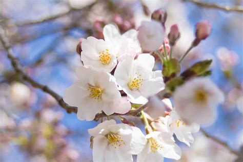 Fleur De Sakura Les 10 Plus Beaux Cerisier Japonais Fleuris Japan