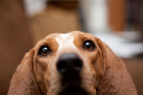 English Coonhound Dog Face Photo And Wallpaper Beautiful English