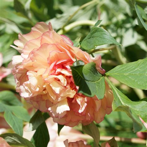 paeonia suffruticosa jin ge pivoine arbustive très double jaune abricot rosé parfumée