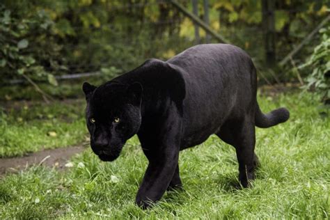 Panthère Noire 10 Choses à Savoir Sur Ce Magnifique Animal Panthère