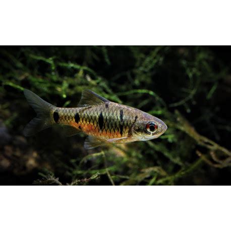 Puntius Snyderi 3.00 cm - Barbus - Oxyfish vente en ligne poisson v...