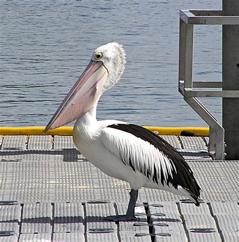 003 Australian Pelican Pelecanus Conspicillatus A Photo On Flickriver