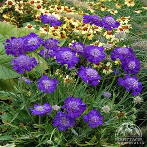 Plant Profile For Scabiosa Caucasica ‘ultra Violet Pincushion Flower