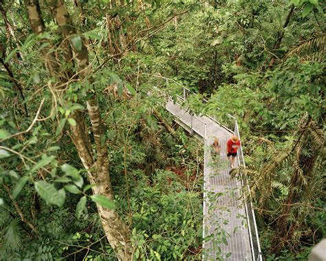 Rainforest Aerial Walkway Stock Image E6400502 Science Photo Library