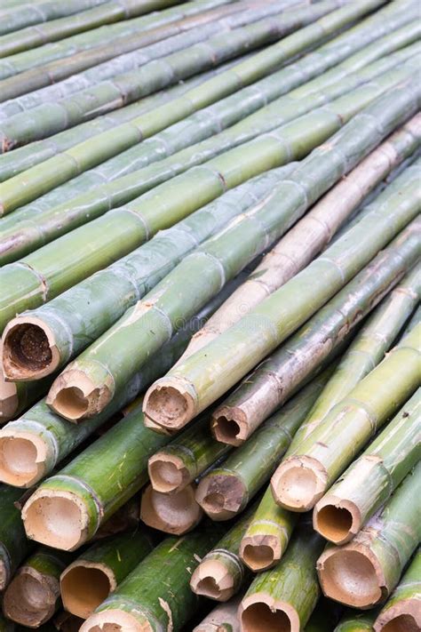 Pile Of Bamboo Stalks Stock Image Image Of Green Bamboo 55964973