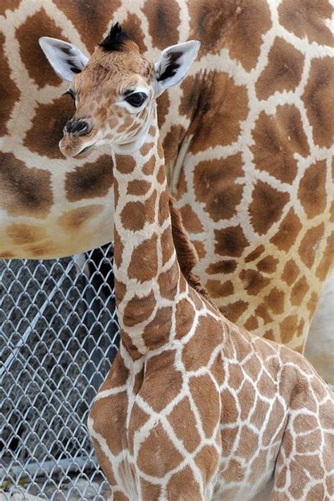 Zoo Miami Welcomes 45th Zoo Born Giraffe Zooborns