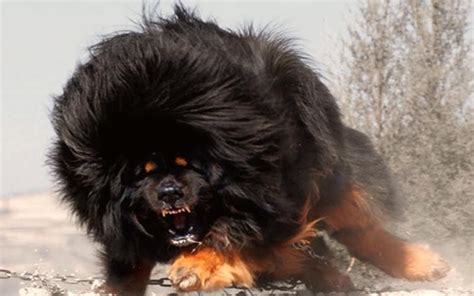 Top 10 Absolutely Dangerous Dog Breeds In The World 2017 Giant Dog
