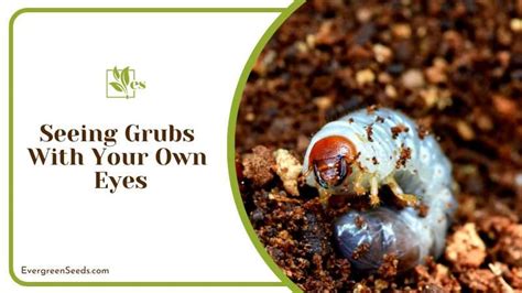 8 Signs Of Grubs In Lawn Essentials You Need To Know