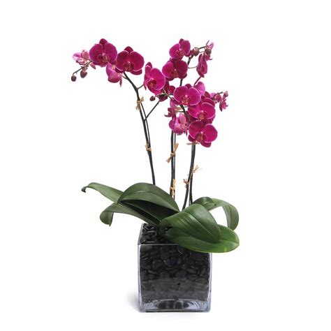 Single Magenta Orchid In White Rocks Floral Art