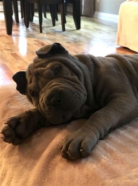 My Mini Blue Haired Shar Pei Cute Dogs And Puppies Cute Dogs Cute
