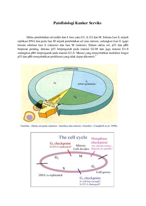 Kanker serviks secara bertahap berkembang sejak muncul adanya cervical intraepithelial neoplasia (cin) atau disebut juga pra kanker selama 10 hingga 20 tahun. (DOC) Patofisiologi Kanker Serviks | ratu toding ...