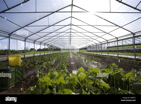 Greenhouse Inside Hothouse Market Garden Cultivation Cultivation