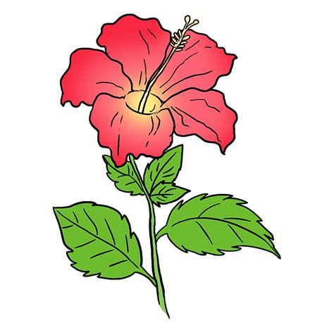 How To Draw A Hibiscus Flower Step By Step