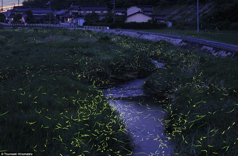 Lighting Up The Night Stunning Time Lapse Images Of Fireflies That