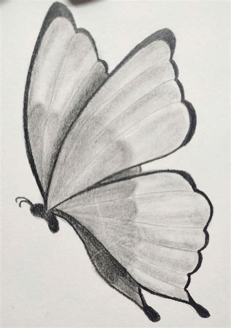 Butterfly Sketching And Shading Disegni A Matita Facili Disegni A
