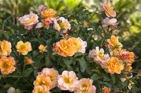 Carpet Roses Gammons Garden Center And Landscape Nursery