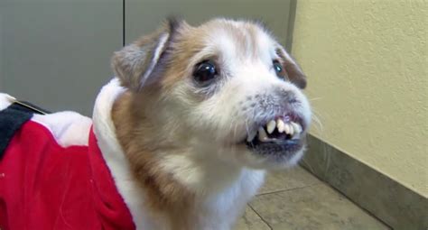 Sniffles Dog Without Nose Crooked Teeth Rescued