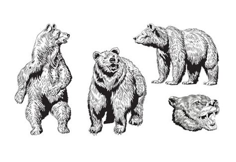 Vintage Bear Drawing